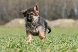BERGER ALLEMAND 1120